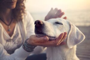 How Can We Aid The Problem Of Arthritis And Pain In Dogs